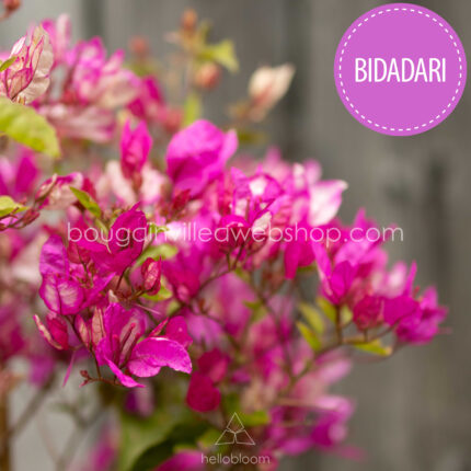 legszebb tengerparti folyton virágzó egzotikus virágok Magyarországon Bidadari bougainvillea