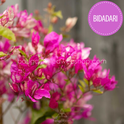 most beautiful coastal ever blooming exotic flowers in Hungary Bidadari bougainvillea