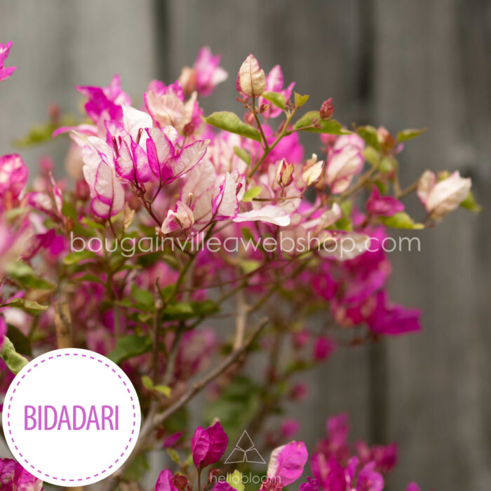 egzotikus különleges sokat virágzó dísznövény kertészet Budapest Bidadari bougainvillea