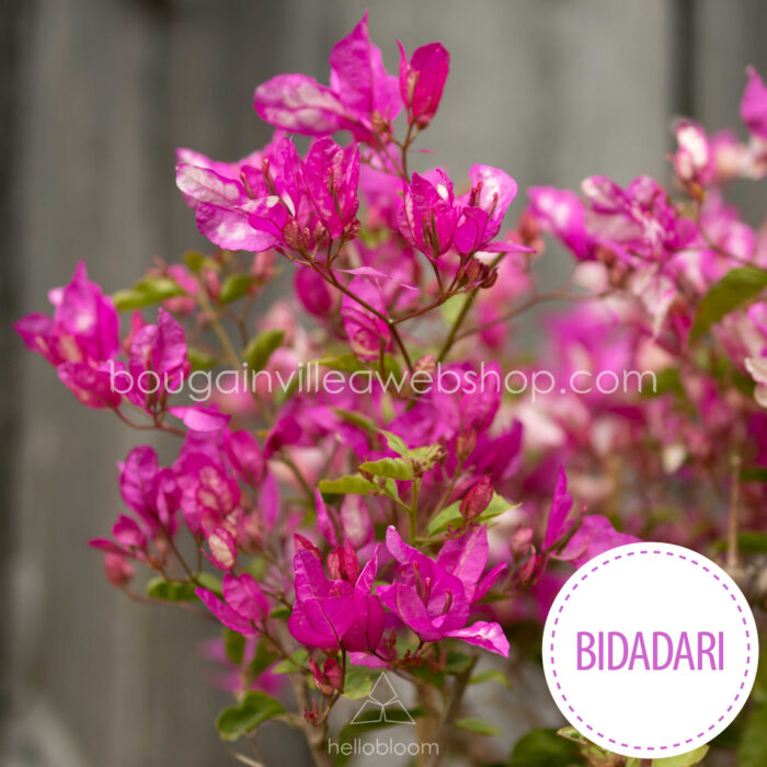 magyarországi kertészetek murvafürt vásárlás Bidadari bougainvillea