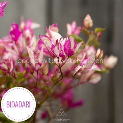 mediterrán dísznövény kertészet vásárlás Bidadari bougainvillea