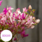 mediterrán dísznövény kertészet vásárlás Bidadari bougainvillea