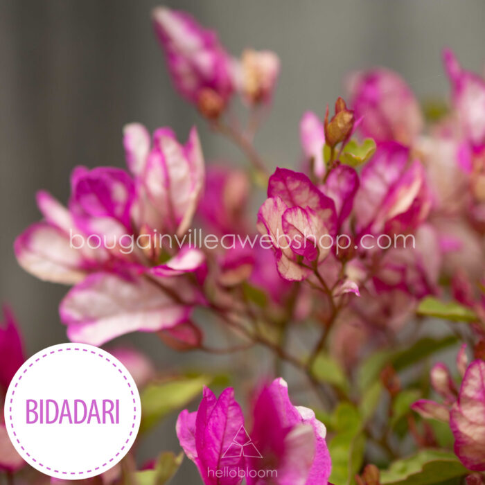 mediterrán dísznövény vásárlás Magyarországon Bidadari - pink mediterranean plant sale