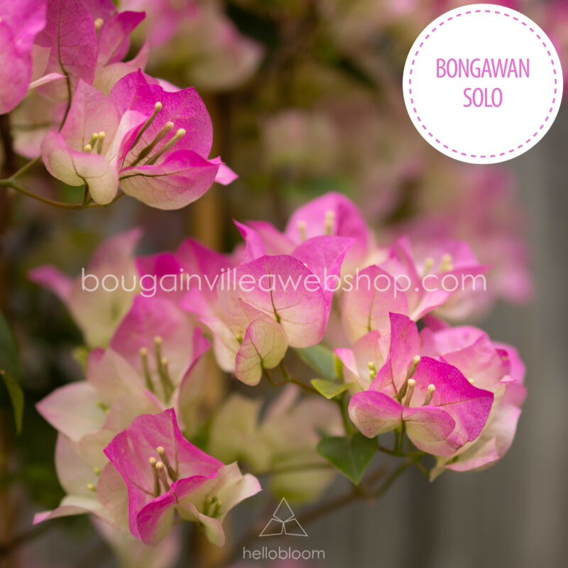 pink virágú bougainvillea Bongawan Solo Murvafürt dézsás mediterrán dísznövény