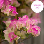 pink virágú bougainvillea Bongawan Solo Murvafürt dézsás mediterrán dísznövény