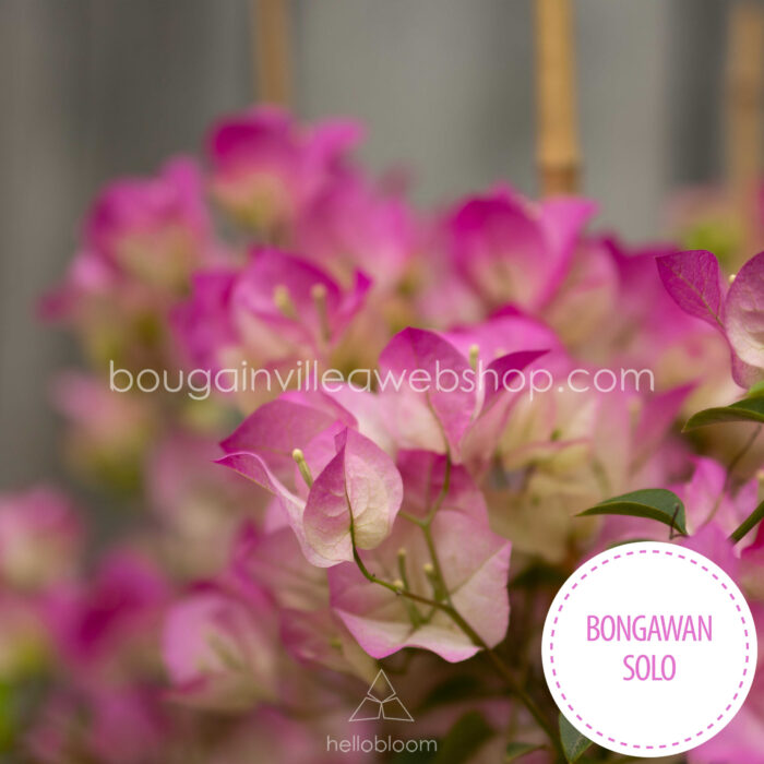 Bongawan Solo bougainvillea, Imperial Thai Delight murvafürt, egzotikus dísznövények
