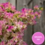 Bongawan Solo bougainvillea trópusi egzotikus dísznövény kertészet magyarország