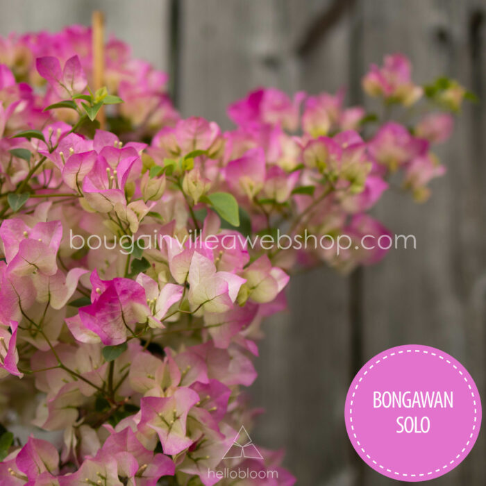 Bongawan Solo bougainvillea trópusi egzotikus dísznövény kertészet magyarország