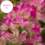 Bongawan Solo bougainvillea murvafürt magyarország kézműves kertészet eladó, Imperial Thai Delight