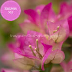 Bongawan Solo piros pinkes napimádó dézsás kerti egzotikus mediterrán dísznövény, best exotic ornamental plant sale