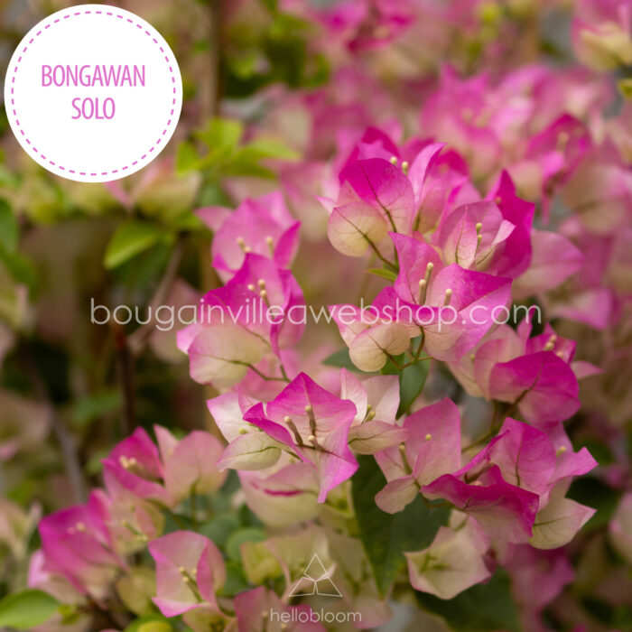 folyton virágzó mediterrán dísznövény Bongawan Solo Imperial Thai Delight bougainvillea murvafürt vásárlás