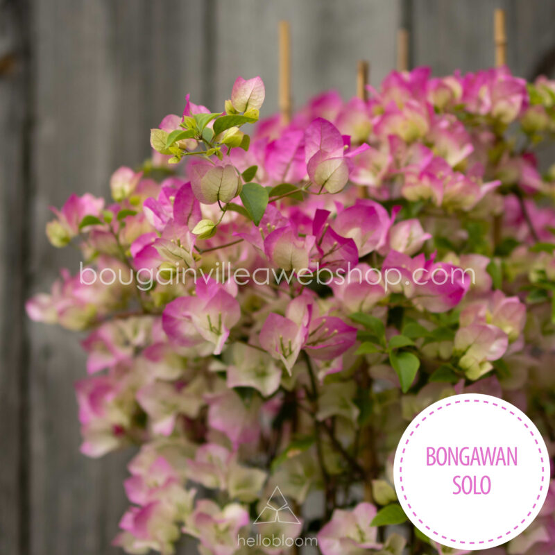trópusi egzotikus dísznövény Bongawan Solo bougainvillea murvafürt Magyarország, exotic ornamental plant in Europe