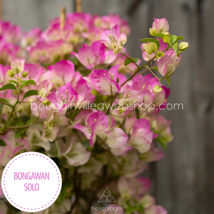 Bongawan Solo bougainvillea mediterrán növény vásárlás Magyarország