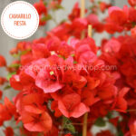 Camarillo Fiestad bougainvillea murvafürt kerti dézsás trópusi ritka dísznövény