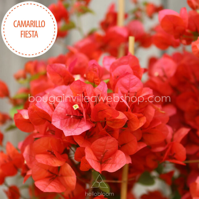 Camarillo Fiestad bougainvillea murvafürt kerti dézsás trópusi ritka dísznövény