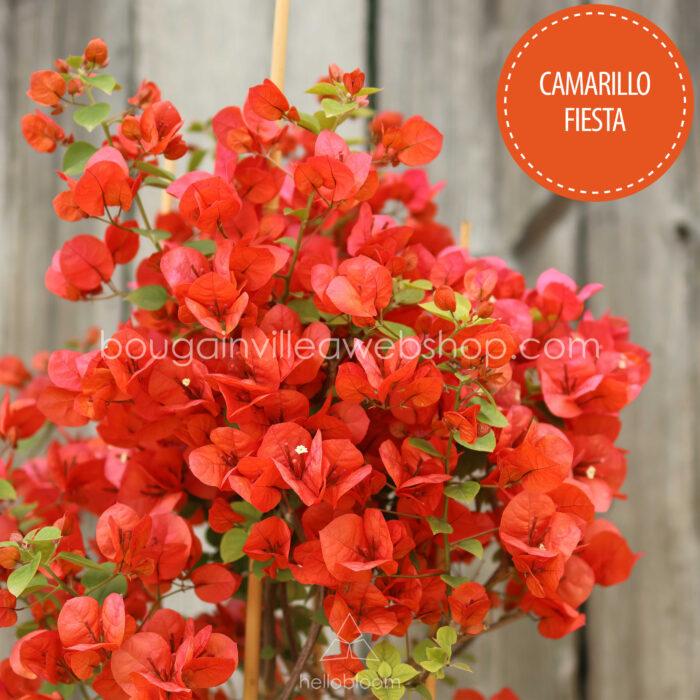 mediterrán növénypiac eladó bougainvillea Magyarország Camarillo Fiesta bougainvillea