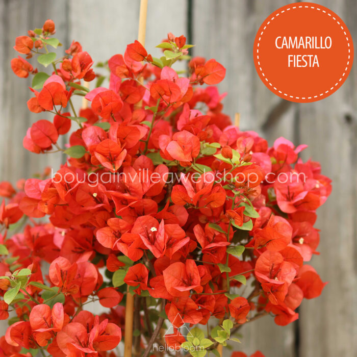 mediterrán növénypiac eladó bougainvillea Magyarország Camarillo Fiesta bougainvillea