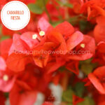 Camarillo Fiesta bougainvillea, Camarillo Fiesta murvafürt, egzotikus dísznövény