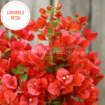 eladó bougainvillea mediterrán növénypiac Magyarország Camarillo Fiesta murvafürt