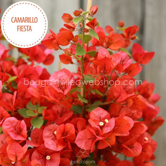 eladó bougainvillea mediterrán növénypiac Magyarország Camarillo Fiesta murvafürt