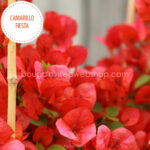 déli fekvés különleges trópusi dézsás növény Camarillo Fiesta bougainvillea, exotic ornamental plant in Eu