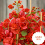 nyári, virágzó, egzotikus dísznövény a teraszra bougainvillea Camarillo Fiesta