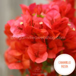 tűző napot kedvelő mediterrán dísznövény Camarillo Fiesta bougainvillea Magyarország, exotic ornamental plant sales in Europe