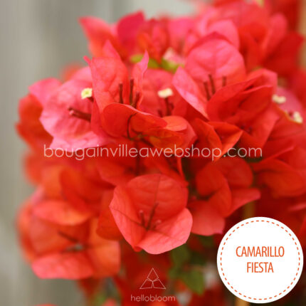 tűző napot kedvelő mediterrán dísznövény Camarillo Fiesta bougainvillea Magyarország, exotic ornamental plant sales in Europe