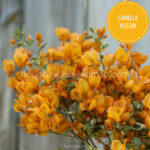 Camella Yellow bougainvillea yellow coloured ivy ornamental plant online webshop
