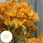 Hungary mediterranean tropical exotic plants for sale garden runner peach flowering ornamental Camella Yellow bougainvillea webshop