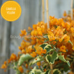 hungary bougainvillea webshop mediterranean plant market Camella Yellow bougainvillea