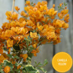 Camella Yellow bougainvillea garden lot flowering ornamental plants for sale webshop