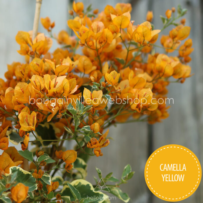 Camella Yellow bougainvillea garden lot flowering ornamental plants for sale webshop