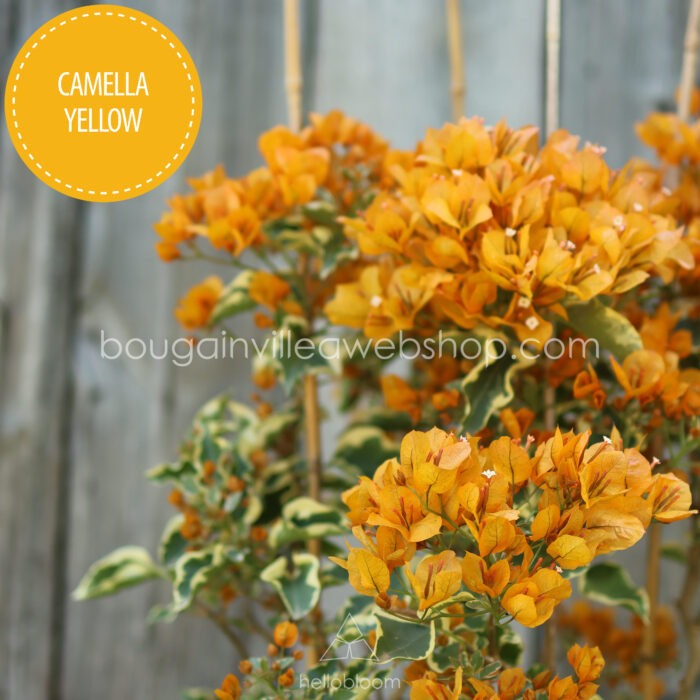 tropical mediterranean ornamental garden plant ever-blooming yellow Camella Yellow bougainvillea ornamental plant