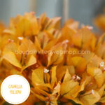 Camella Yellow bougainvillea Hungary Mediterranean plant market ornamental plants