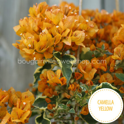 profuse flowering exotic plants Hungary Camella Yellow, Mediterranean ornamental in Europe