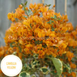 many flowering, summer, garden exotic ornamental plants Camella Yellow bougainvillea