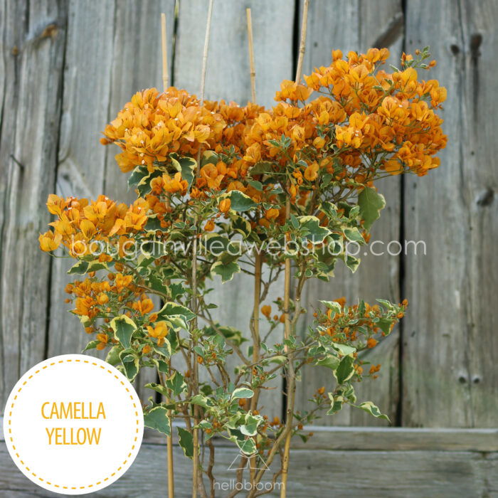 most beautiful mediterranean ornamental plants in Hungary Camella Yellow bougainvillea