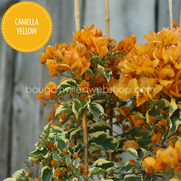 Camella Yellow bougainvillea, Camella Yellow ivy, exotic ornamental plant