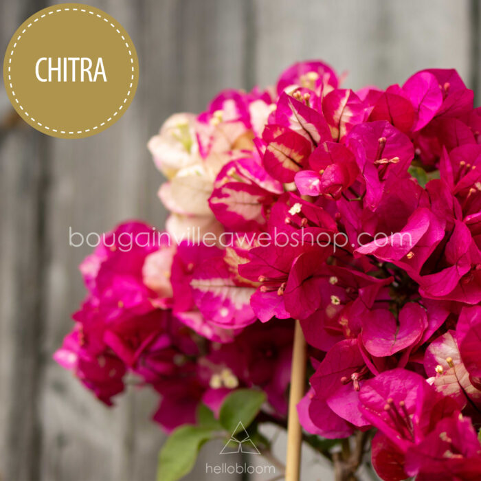 Chitra bougainvillea, Glabra Chitra murvafürt, mediterrán dísznövény