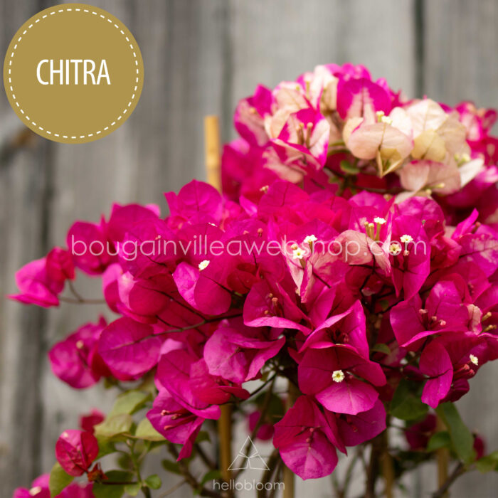 Chitra bougainvillea kerti sokat virágzó dísznövény webshop eladó