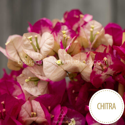 mediterrán növénypiac murvafürt vásárlás Magyarországon bougainvillea Chitra, best Mediterranean plant