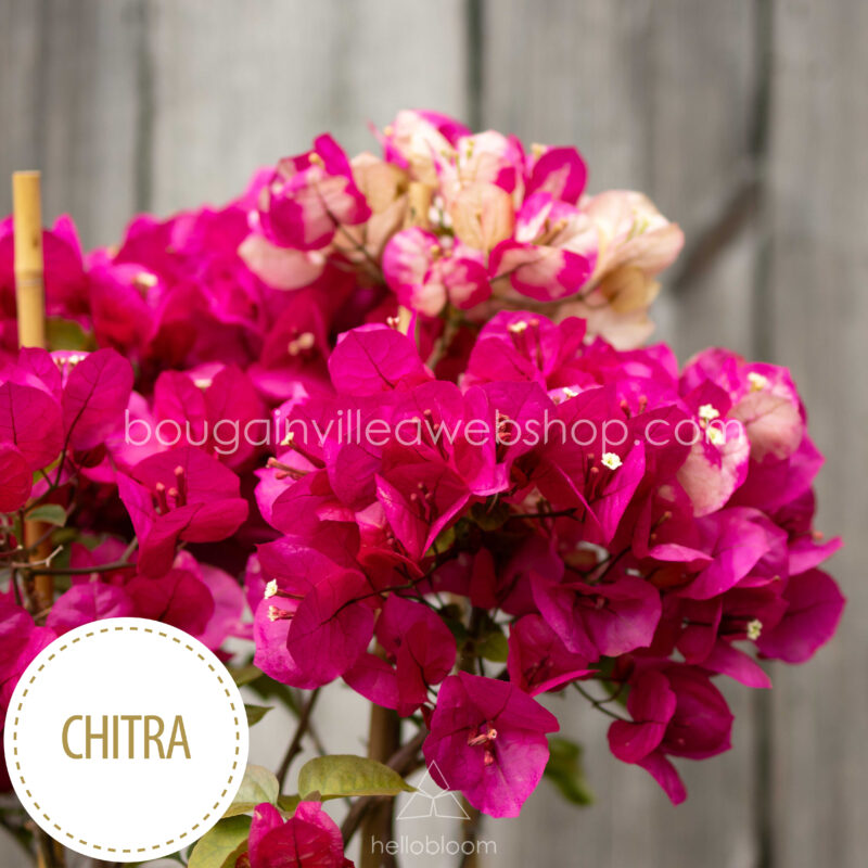 naptűrő trópusi dísznövény vásárlás Magyarországon bougainvillea Chitra