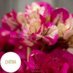 Chitra bougainvillea lila murvafürt dísznövény online webshop
