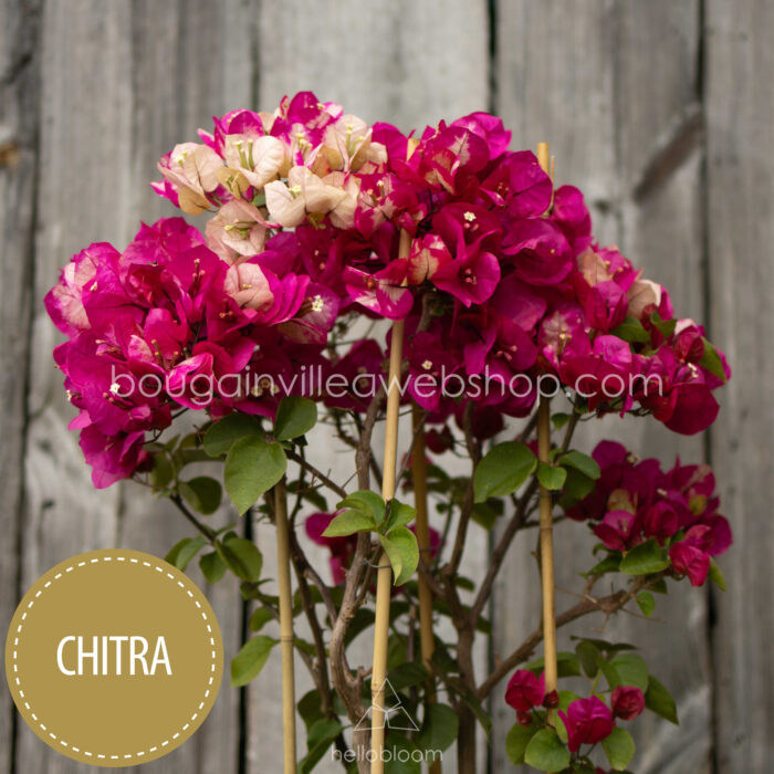 egzotikus dísznövény bougainvillea Chitra folyton virágzó