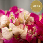 bougainvillea Chitra vásárlás Magyarországon, Mediterranean plant sales in Europe
