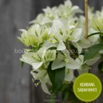 Kembang Sabah White bougainvillea mediterrán kerti dísznövény eladó magyarország webshop