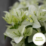Kembang Sabah White murvafürt mediterrán webshop eladó