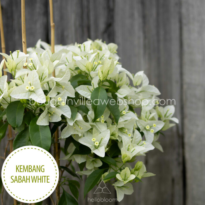 Kembang Sabah White murvafürt mediterrán webshop eladó