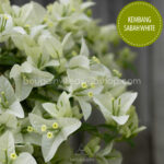 Kembang Sabah White bougainvillea murvafürt kerti dézsás trópusi ritka fehér színű dísznövény